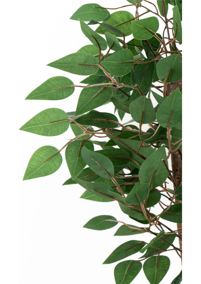 Yoğun Yapraklı 2 Gövde Yapay Benjamin Ağacı 110 cm